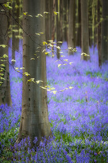 Blue Forest Morning Glow
