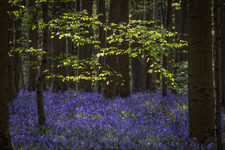 Blue Forest Sunrise