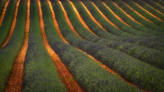 Lavender Fields, Valensole