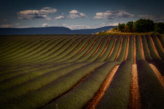 Lavender Fields, Valensole 2