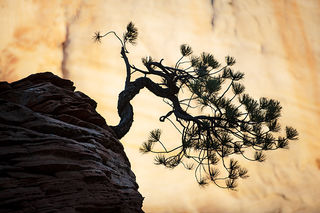 Pinion Pine Sunrise