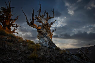 Bristlecone Pine Sunset