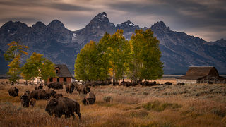 Mormon Ranch Bison