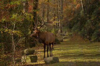Bull Elk, Fall