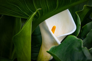 Cala Lily