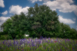 Spring Wildflowers
