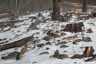 Coyote Pack El Capitan Meadow