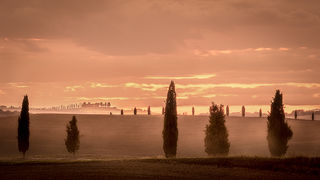 Cypress at Sunset 2