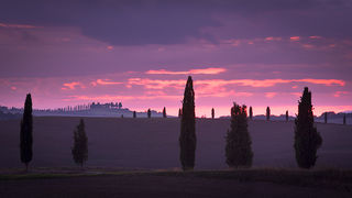 Cypress at Sunset 2