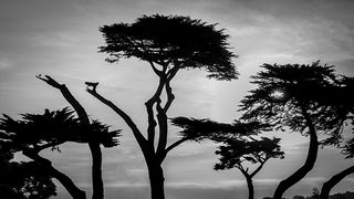 Cypress Skyline, BW