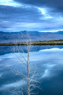 Silver Aspen Reflections
