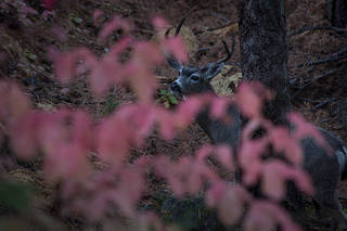Fall Dogwoods Deer