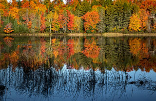 Morning Reflection, Fall