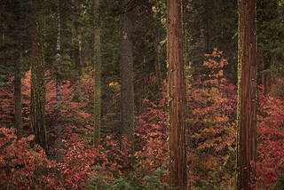 Cedars & Dogwoods, Fall