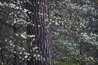 Dogwoods and Fir