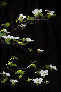 Dogwood & Fir 1