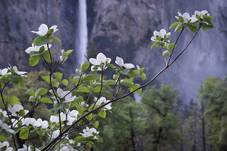 Bridal Veil Falls Dogwood