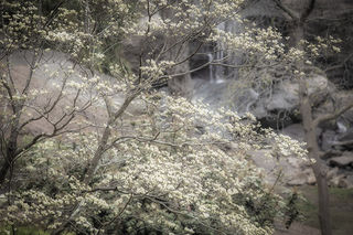 Dogwoods & Falls