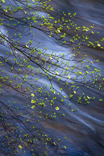 Merced River Dogwoods