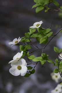 Merced River Dogwoods