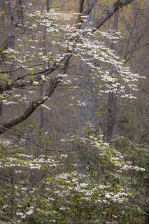 Spring Dogwood, Vertical
