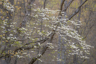 Spring Dogwood 