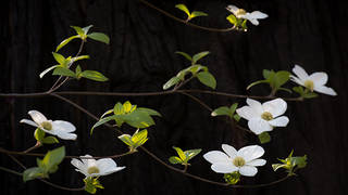 Dogwood & Fir 2