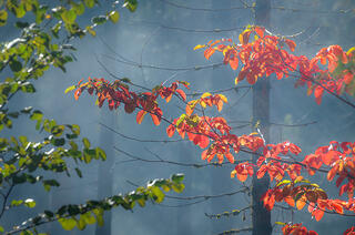 Fall Dogwood in Fog