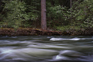 Merced River Dogwood Stand