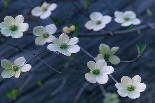 Dogwood Mood