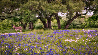 Oaks & Wildflowers