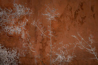 Holly & Redrock