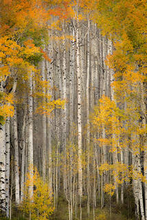 Fall Aspens