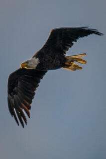 Bald Eagle 