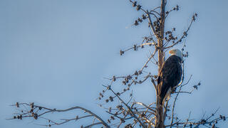 Bald Eagle