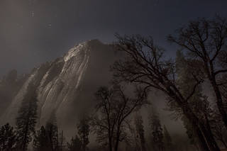 Black Oaks by Moonlight