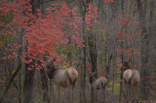 Elk in Fog 1