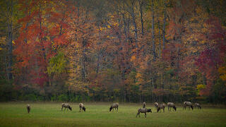 Fall, Elk Meadow