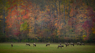 Elk Meadow in Fog, Fall