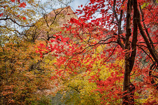 Emerald Pool Maples