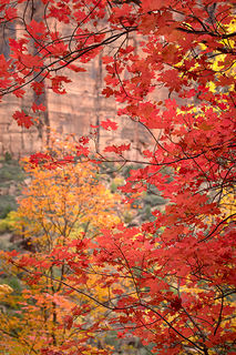Emerald Pool Maples