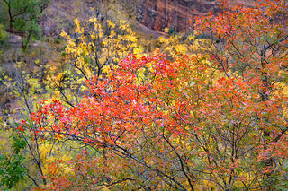 Emerald Pool Maples