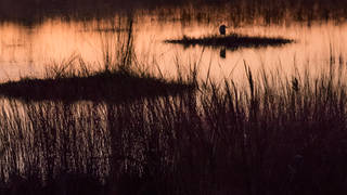 Everglades Twilight