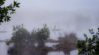 Herons and Ibis 1