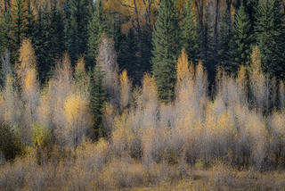 Fall Aspen Grove