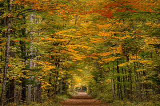 Fall Alley