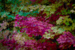 Fall Colors