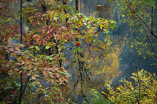Fall Dogwood & Merced River