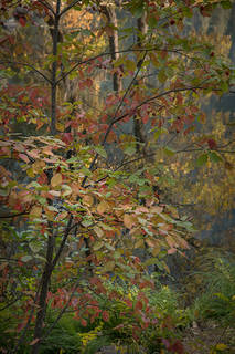 Fall Dogwood & Merced River