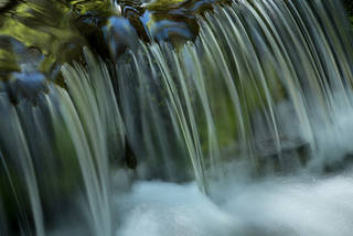 Fern Springs